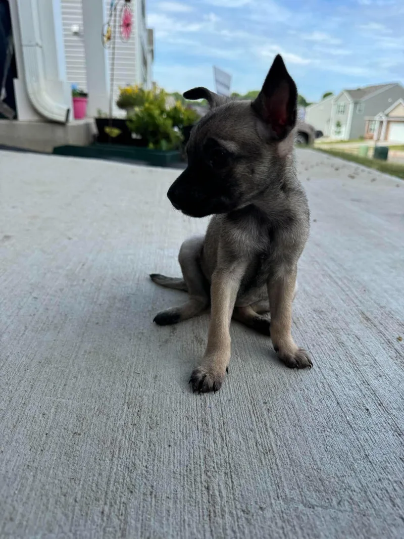 A baby small-sized female Chihuahua dog named Fairy for adoption in Holbrook, NY