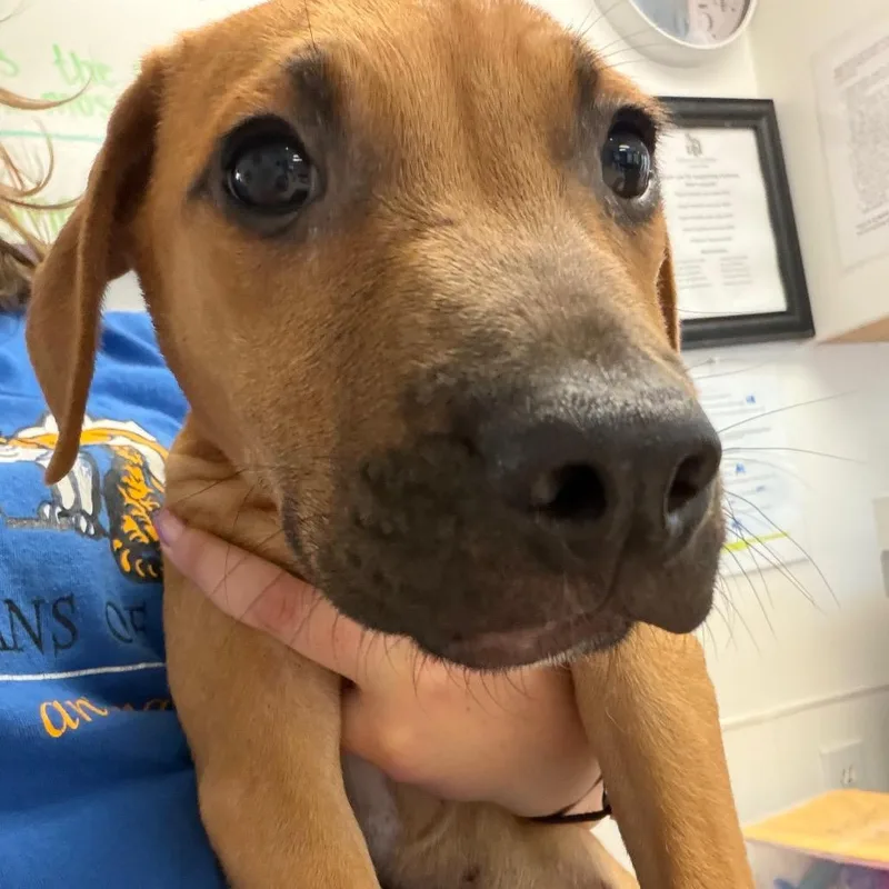 A baby small-sized male Yellow / Tan / Blond / Fawn Pit Bull Terrier dog named Ash for adoption in Deerfield, IL