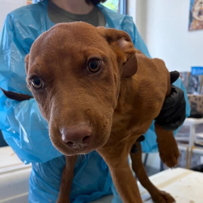 A baby small-sized female Red / Chestnut / Orange Pit Bull Terrier dog named Alice for adoption in Nashville, TN