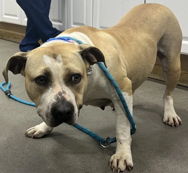 An adult medium-sized female Pit Bull Terrier dog named Sunkist for adoption in Upper Marlboro, MD