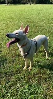 An adult large-sized female White / Cream German Shepherd Dog dog named Lady for adoption in Roswell, GA