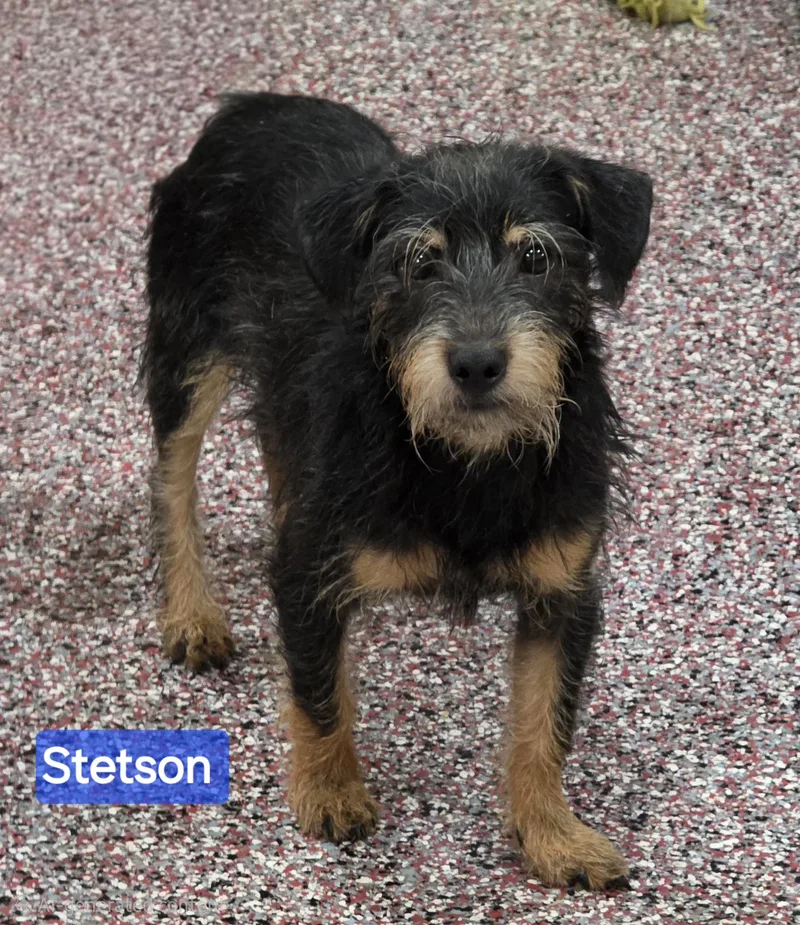 Stetson thumbnail 2