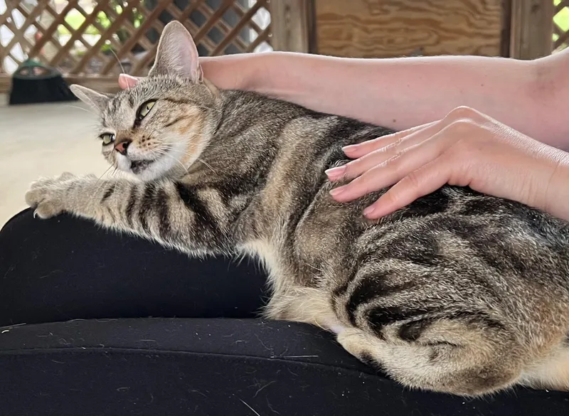 A young medium-sized female Tabby (Brown / Chocolate) Domestic Short Hair cat named Libby for adoption in Great Mills, MD
