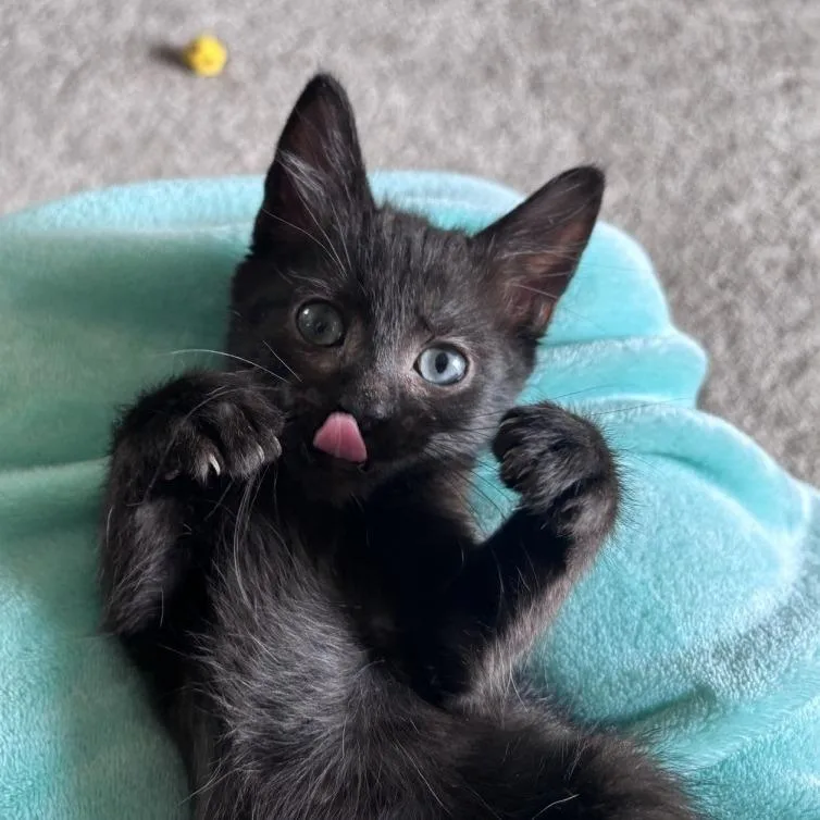 Nibble