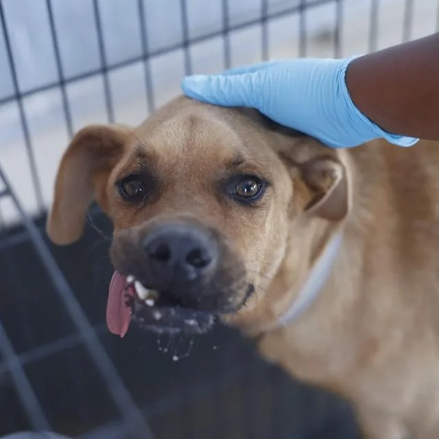 An adult medium-sized female Labrador Retriever dog named Maya for adoption in San Antonio, TX