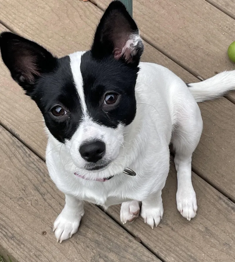 An adult small-sized female Chihuahua dog named Laverne for adoption in Sunnyvale, CA
