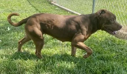 An adult medium-sized female Merle (Red) Pit Bull Terrier dog named Root for adoption in Glasgow, KY
