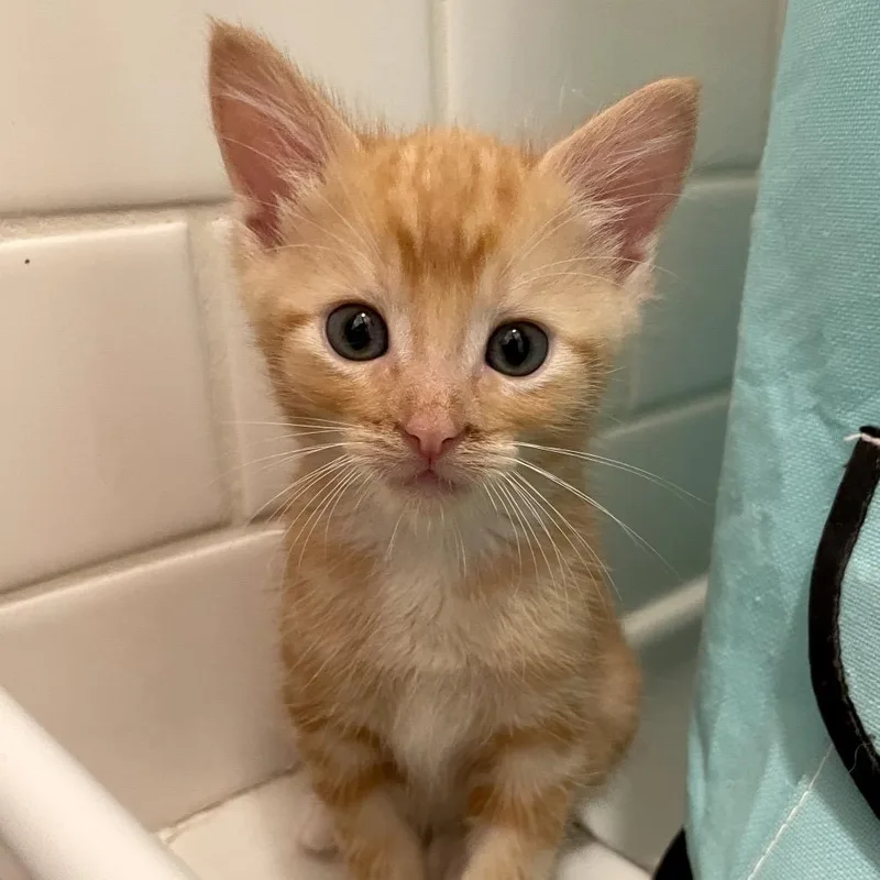 A baby small-sized male Domestic Short Hair cat named Fiore for adoption in Los Angeles, CA