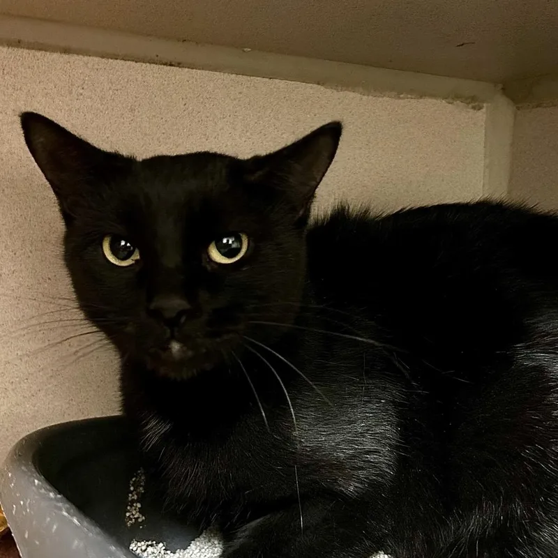 A young small-sized female Black Domestic Short Hair cat named Elvira for adoption in Denison, TX