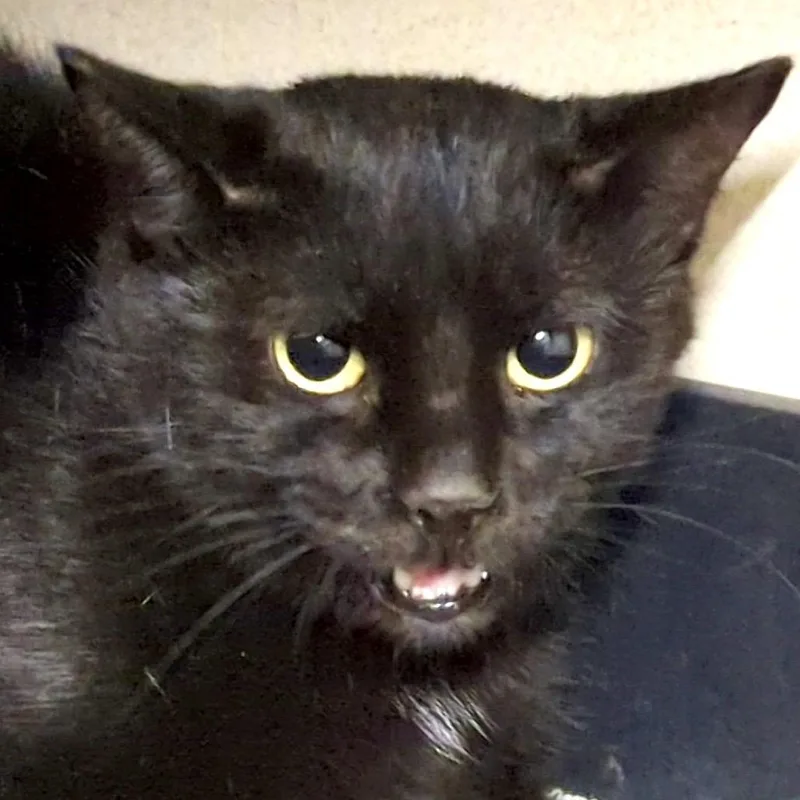 Elvira thumbnail 2