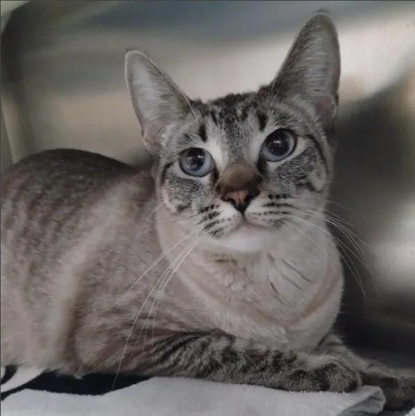 A young small-sized female Siamese cat named Lila for adoption in Alameda, CA