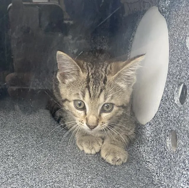 A baby medium-sized male Domestic Short Hair cat named Dale for adoption in Dallas, TX