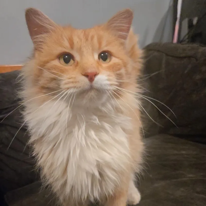 An adult small-sized female Orange / Red American Shorthair cat named Lucy for adoption in Rochester, MN