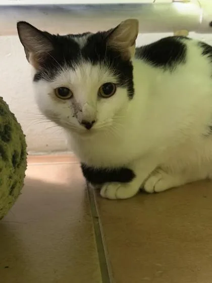 An adult small-sized male Domestic Short Hair cat named Asiago for adoption in North Miami Beach, FL