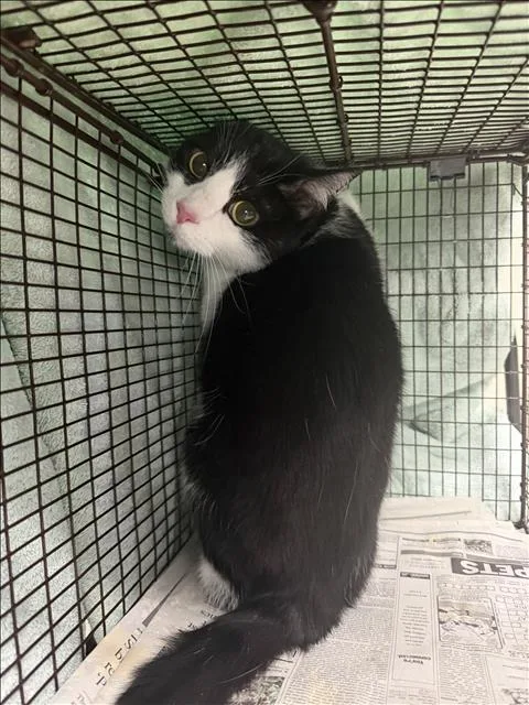 A senior small-sized female Domestic Short Hair cat named Sophie for adoption in Van Nuys, CA
