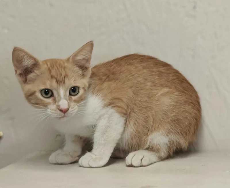 A baby medium-sized male Orange & White Domestic Short Hair cat named Elvis for adoption in Royal Palm Beach, FL