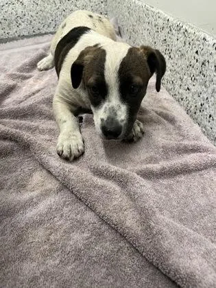 A baby small-sized female Mixed Breed dog named Bonnie for adoption in Atlanta, GA