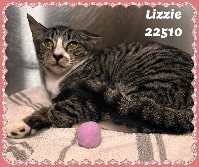 Lizzie thumbnail 2