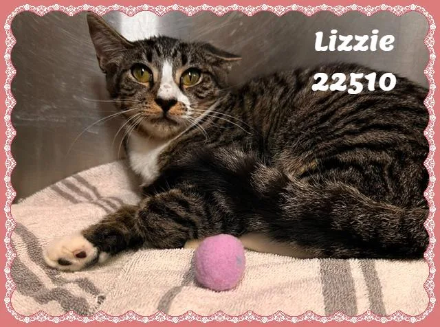 Lizzie thumbnail 3