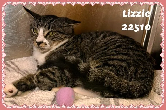 Lizzie thumbnail 4