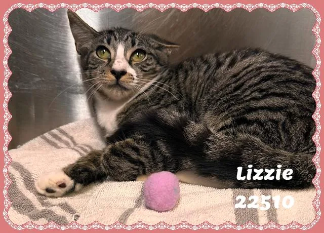 Lizzie thumbnail 5