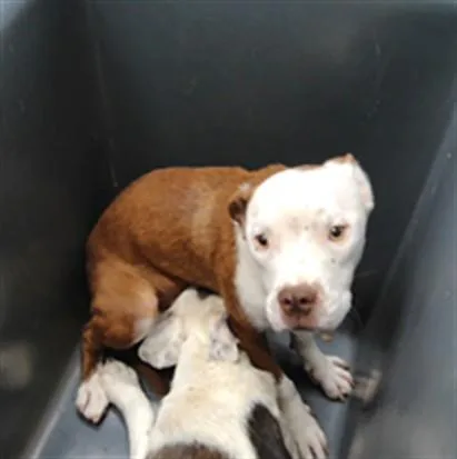 A young small-sized female Pit Bull Terrier dog named Pat for adoption in Albuquerque, NM