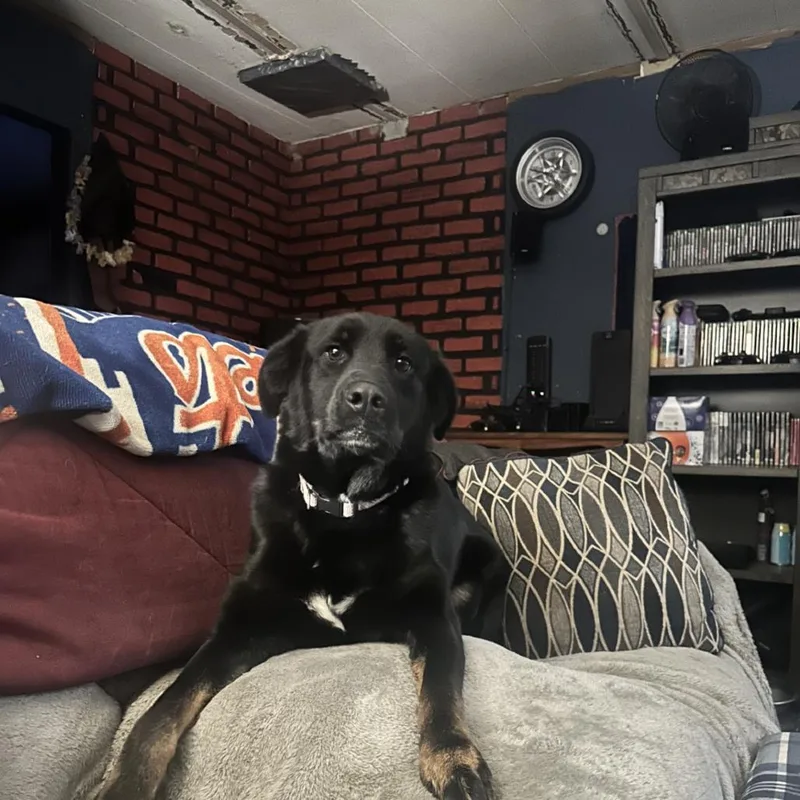 A young large-sized female Black Mixed Breed dog named Peyton for adoption in Moravia, NY