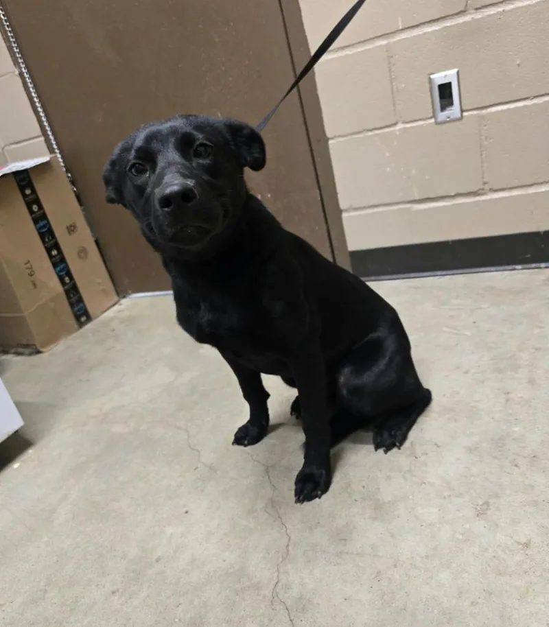 A young medium-sized female Labrador Retriever dog named Jade for adoption in Huntsville, TX
