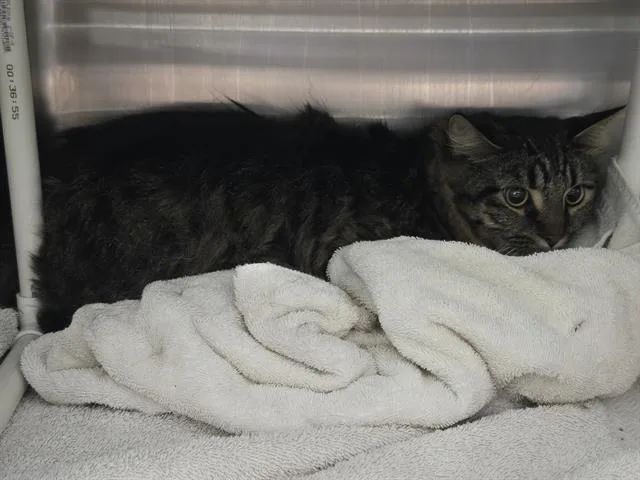 A young small-sized male Domestic Short Hair cat named Mazikeen for adoption in Omaha, NE