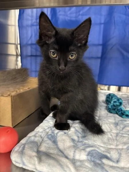 A baby small-sized female Domestic Short Hair cat named Dryer Lint for adoption in Sherwood, OR