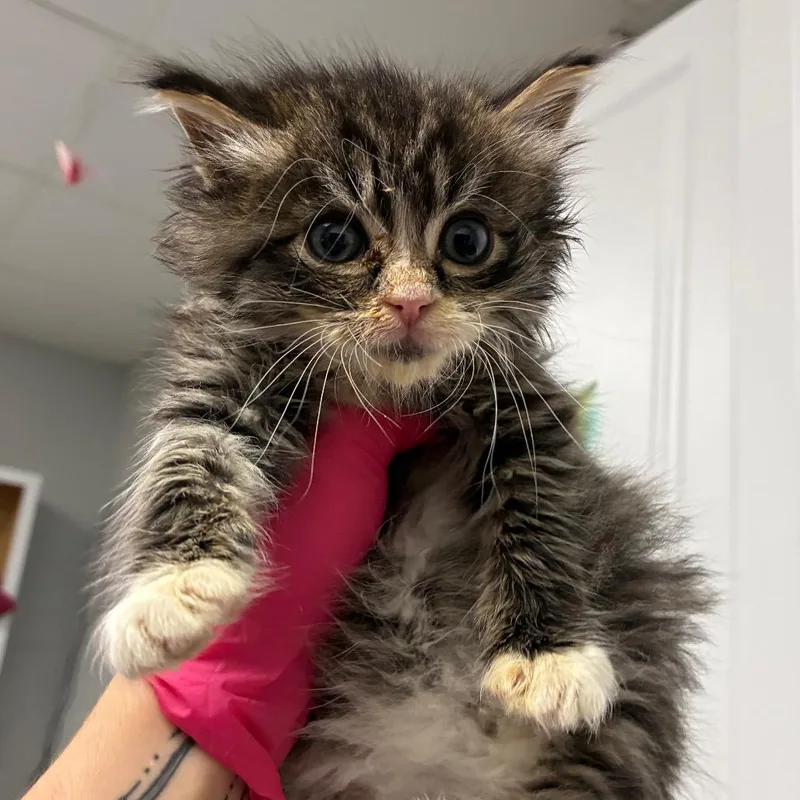 A baby small-sized male Brown / Chocolate Domestic Medium Hair cat named Dusty for adoption in Greenville, SC