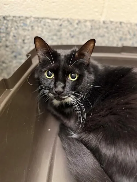 A young large-sized male Domestic Short Hair cat named Tux for adoption in Brighton, CO