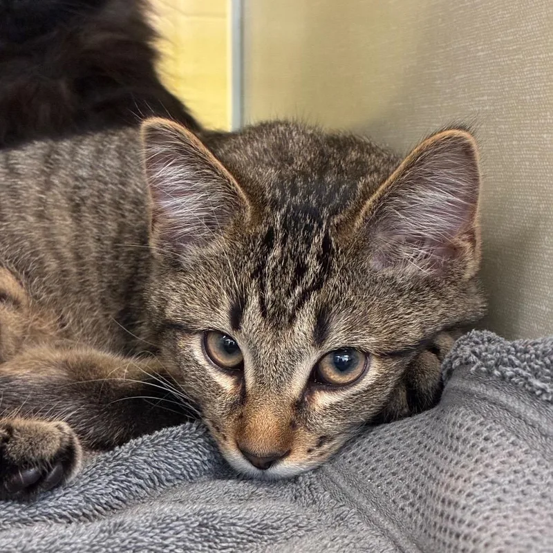 A baby small-sized male Brown / Chocolate Domestic Short Hair cat named Atlas for adoption in West Olive, MI