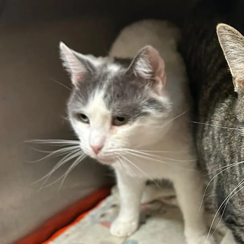 An adult small-sized male White Domestic Short Hair cat named Artic for adoption in Ringtown, PA