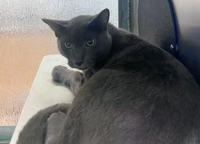 El Gato A
