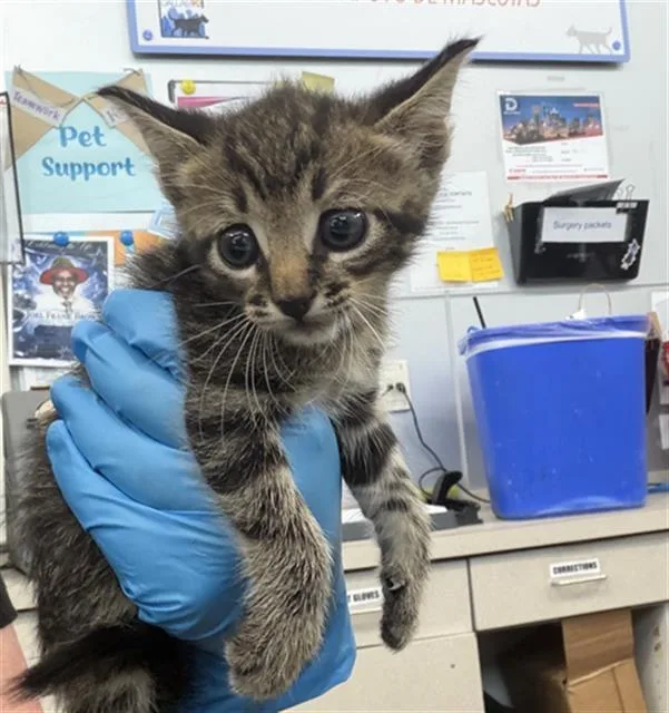 A baby medium-sized male Domestic Short Hair cat named Popcorn for adoption in Dallas, TX