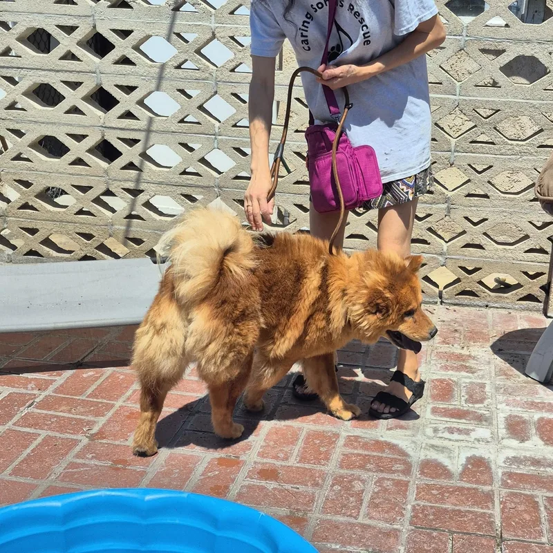 A young medium-sized female Golden Chow Chow dog named Ms Mocha Ginger for adoption in Manhattan Beach, CA