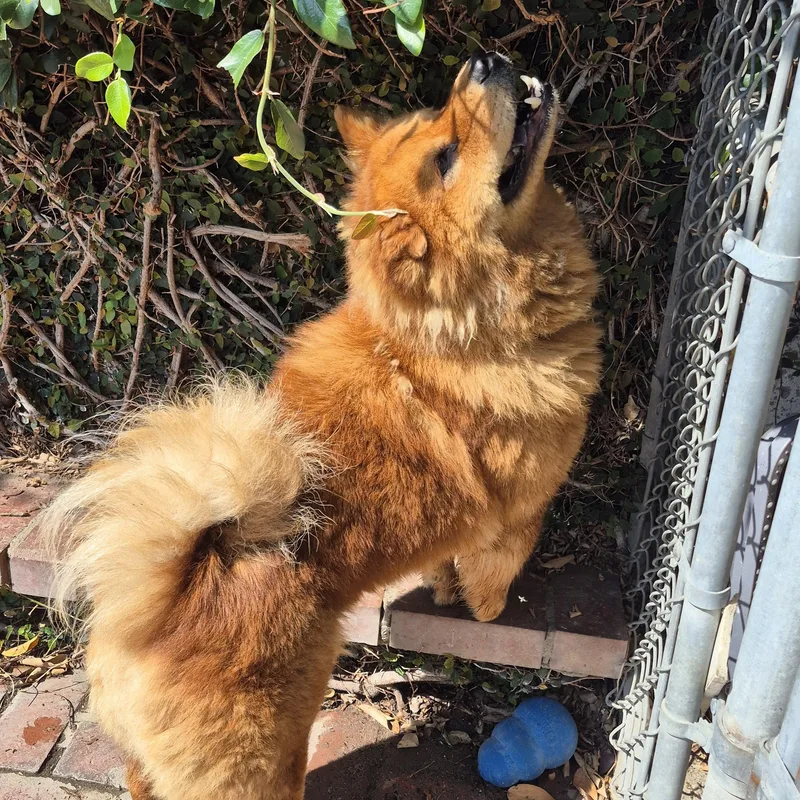 Ms Mocha Ginger thumbnail 4