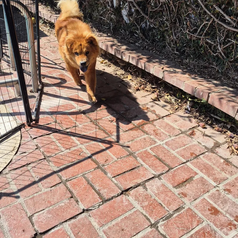 Ms Mocha Ginger thumbnail 5