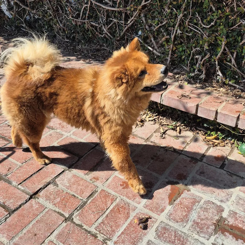 Ms Mocha Ginger thumbnail 6