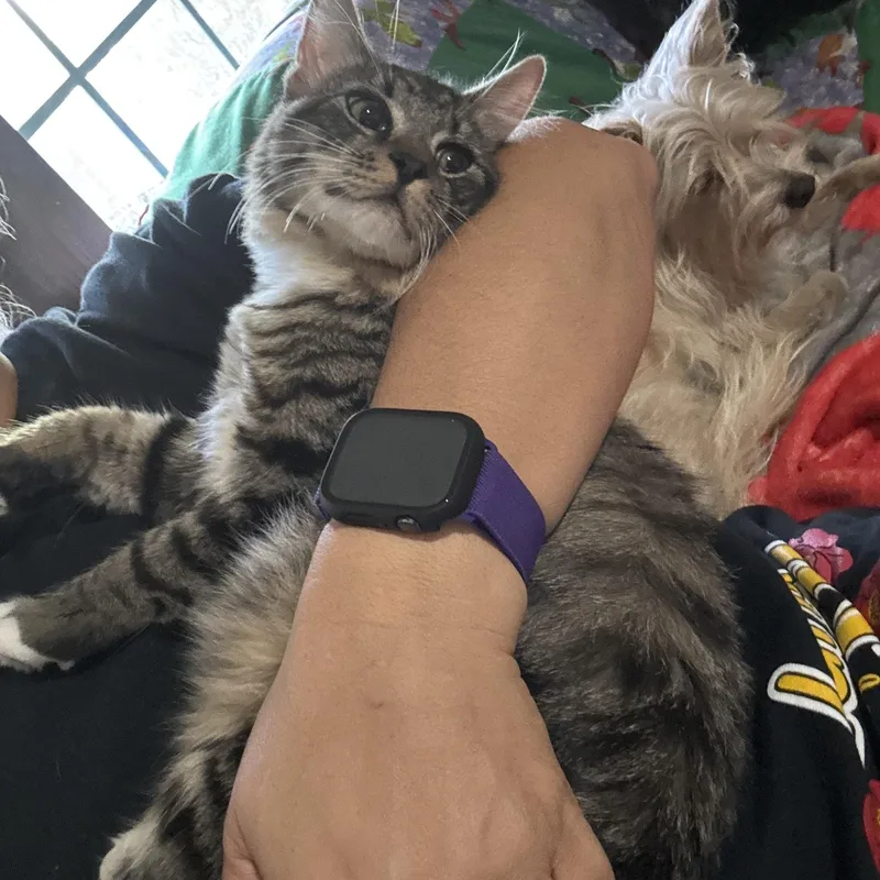 A baby medium-sized male Tabby (Brown / Chocolate) Domestic Short Hair cat named Robert for adoption in Houston, TX
