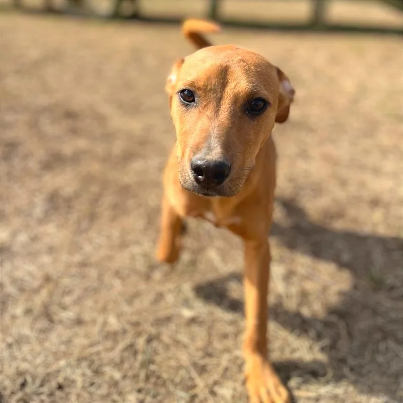A young medium-sized female Yellow / Tan / Blond / Fawn Mixed Breed dog named Olette for adoption in Chattanooga, TN