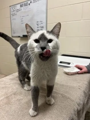An adult large-sized female Domestic Short Hair cat named Aang for adoption in Detroit, MI