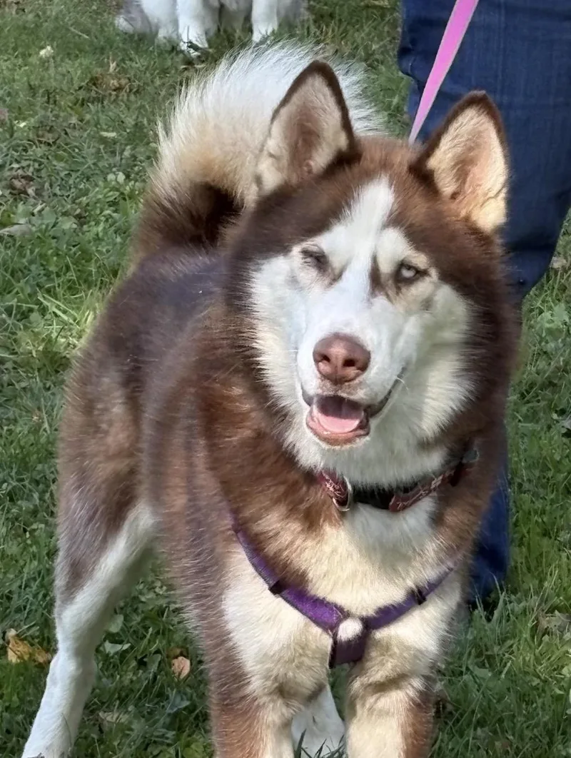 A young large-sized male White / Cream Husky dog named Kovu for adoption in Lyndhurst, OH