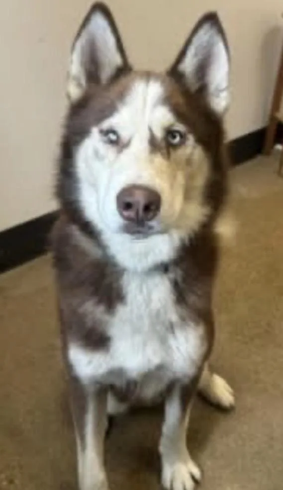 Kovu thumbnail 2
