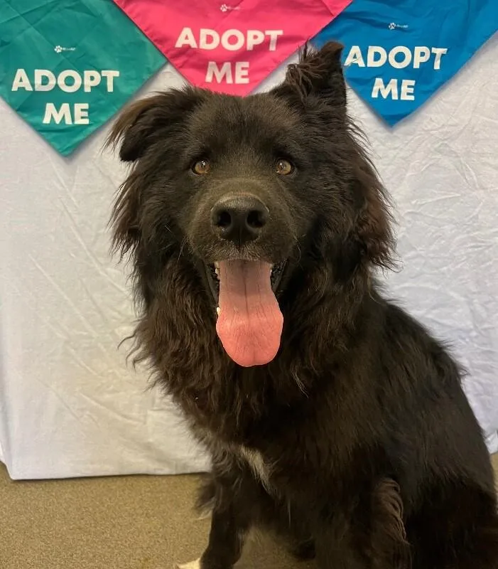 An adult medium-sized male Black Husky dog named Tim Tam for adoption in Fort Collins, CO