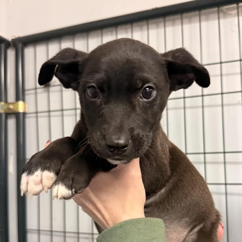 A baby medium-sized male Mixed Breed dog named Mandalore for adoption in Columbia, SC