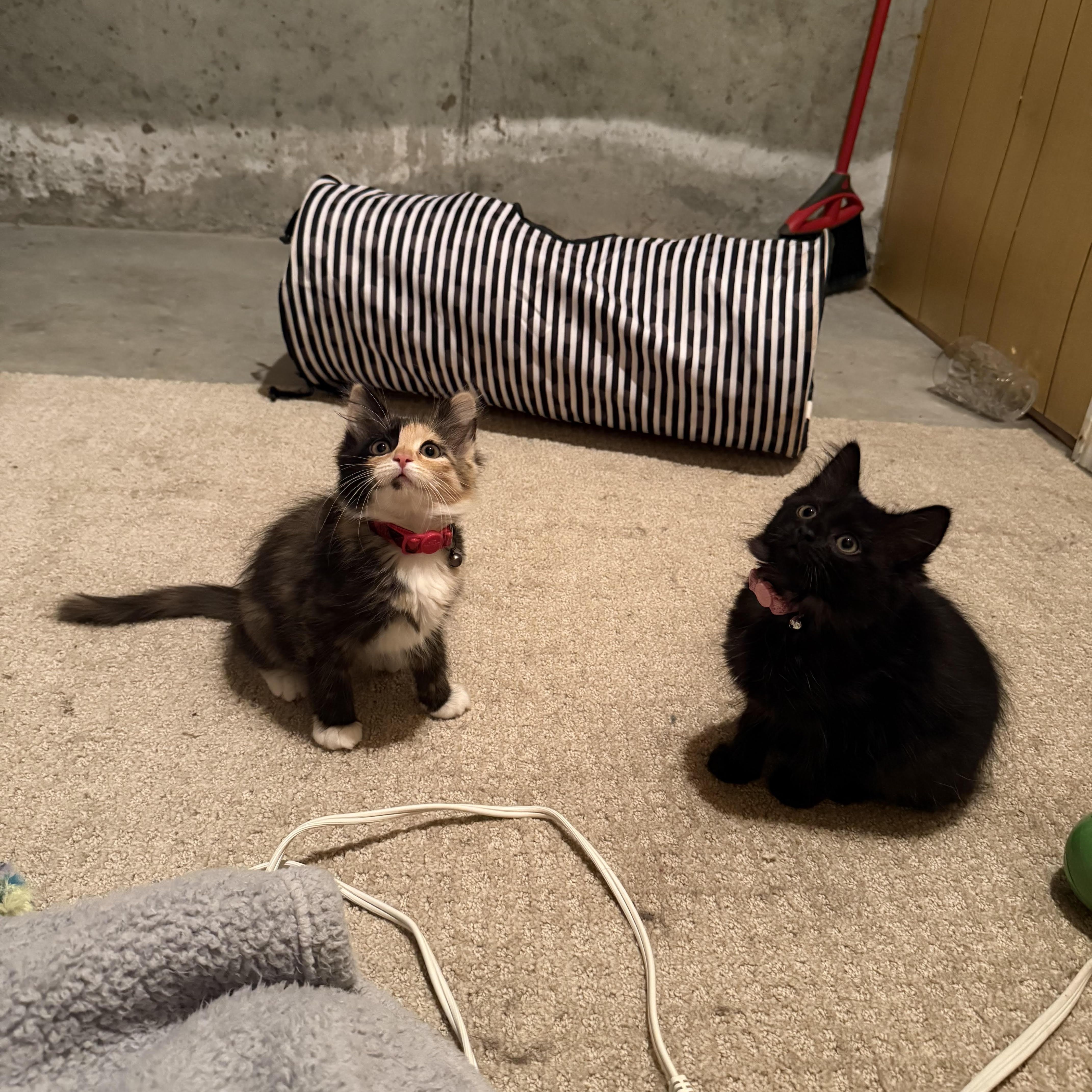 A baby medium-sized female Calico Domestic Short Hair cat named Kiwi And Mango for adoption in Marblehead, MA