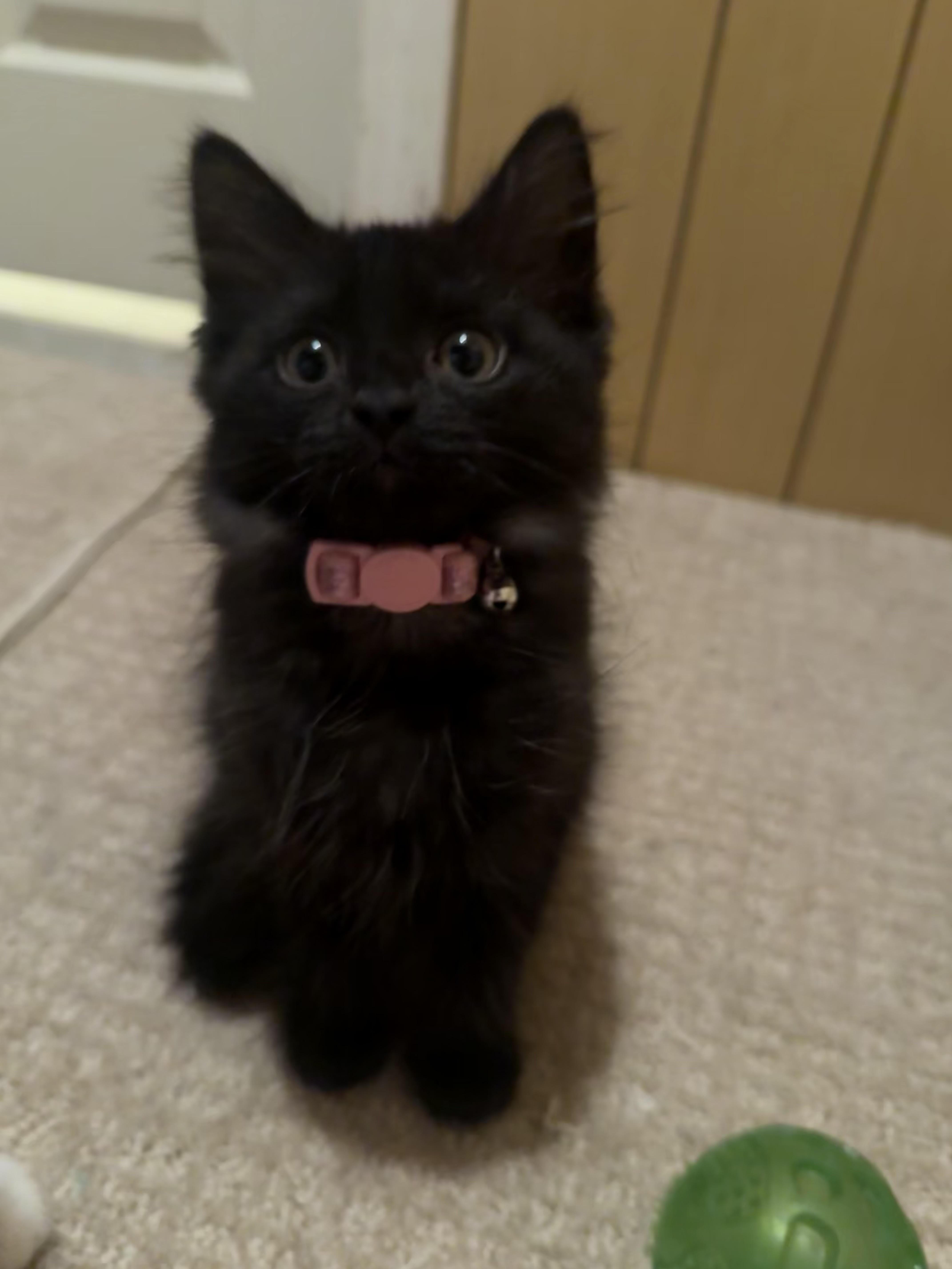 Kiwi And Mango thumbnail 2