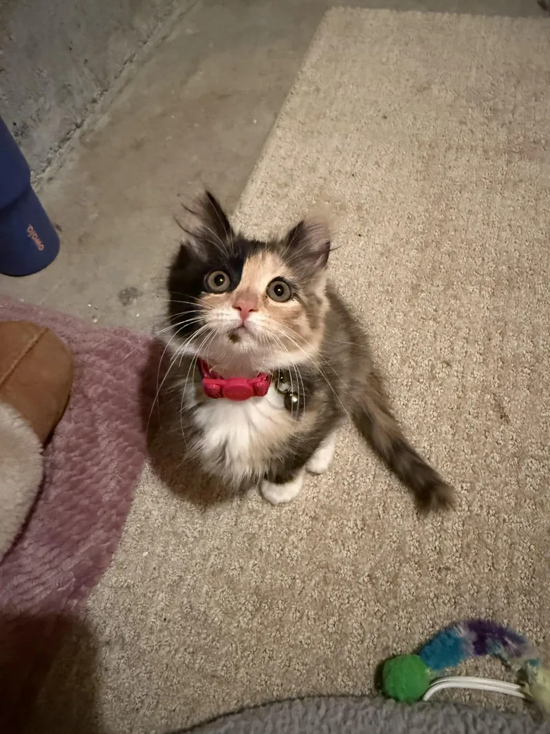 Kiwi And Mango thumbnail 3